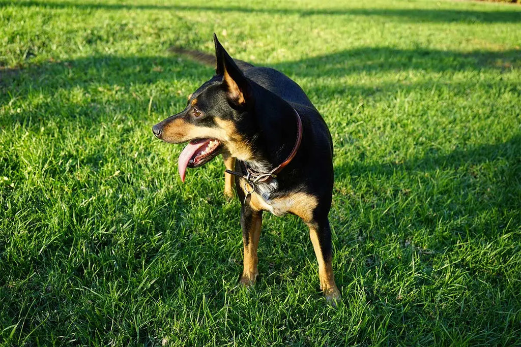 Dog with black and tan fur enjoying grass, showcasing Woodsnap’s custom pet portraits.