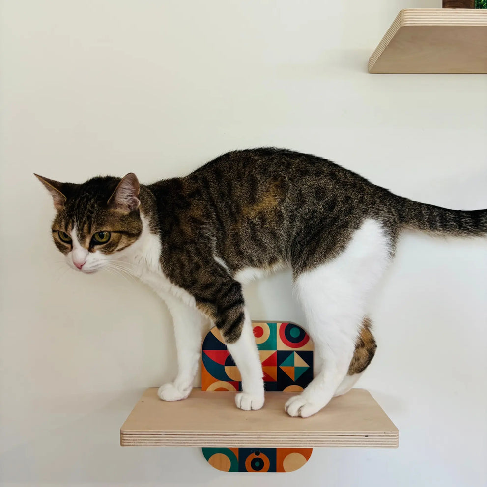 Tabby and white cat sitting on Woodsnap’s simple sturdy wall shelves in a cozy home