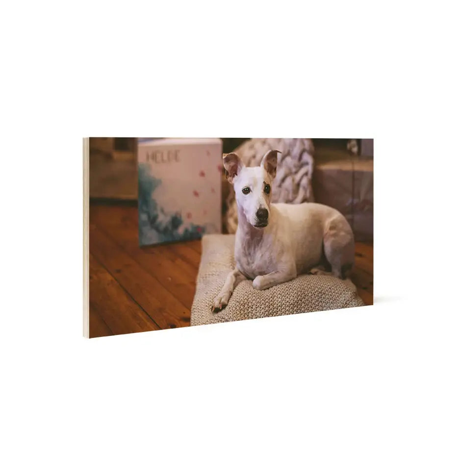 Whippet resting on textured surface in a 12x24 Wood Print Bright White display