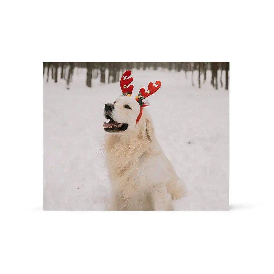 White dog in red reindeer antlers on snow for 16x20 wood print bright design