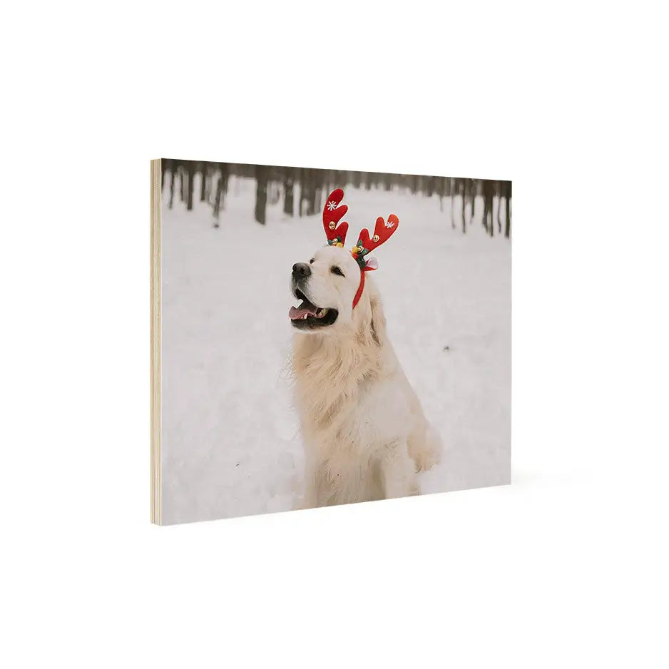 White dog with reindeer antlers in snow on 16x20 wood print bright display