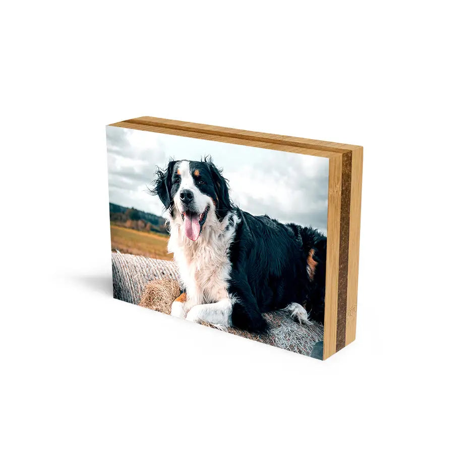 Black and white dog resting on rock displayed on 8x10 Bamboo Photo Block