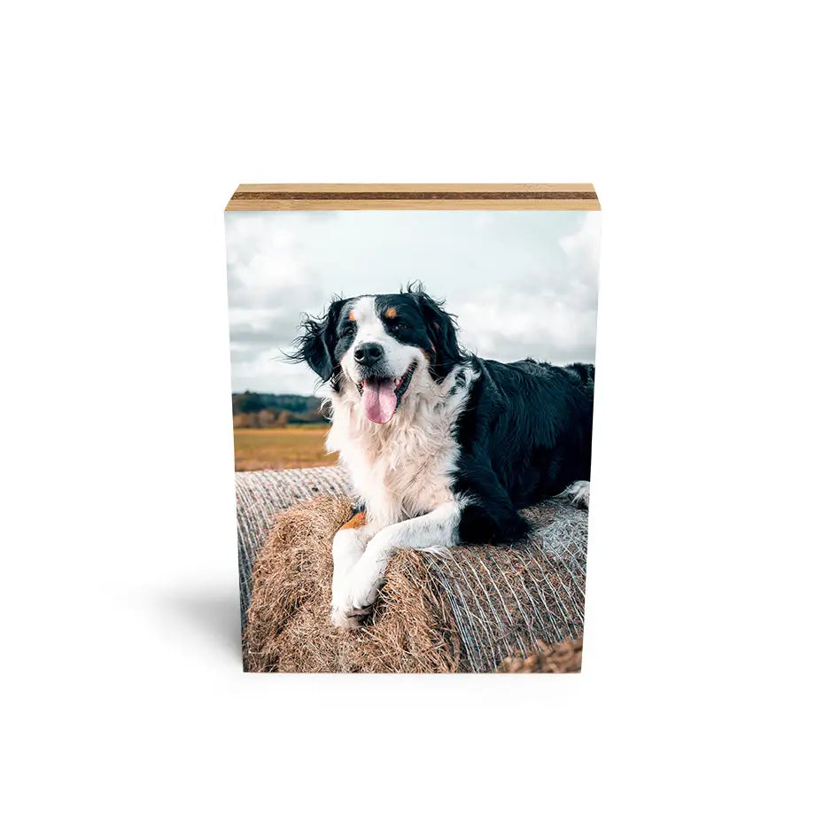 Black and white dog resting on a hay bale in an 8x10 Bamboo Photo Block