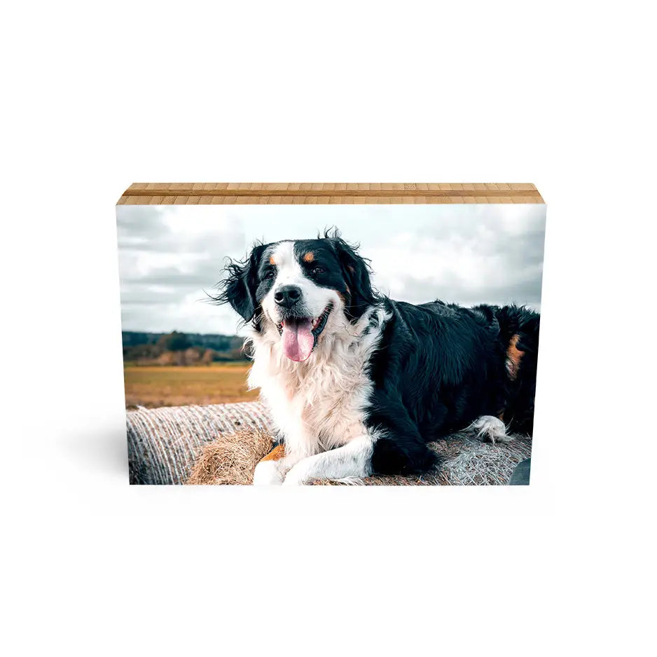 Black and white dog relaxing on a log in an 8x10 Bamboo Photo Block display