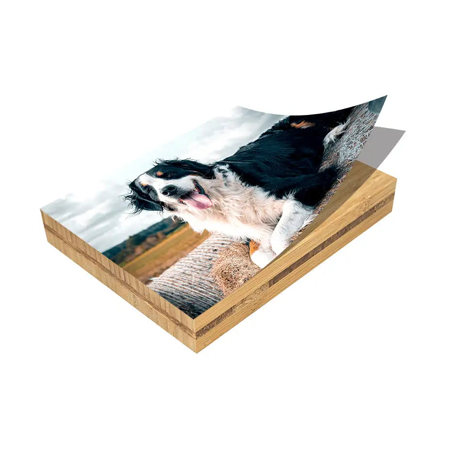 Dog on a wooden box with a white background for 8x10 Bamboo Photo Block display