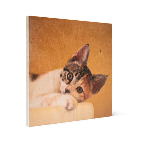 Adorable kitten with wide eyes peeking, perfect for cat portrait prints on wood.