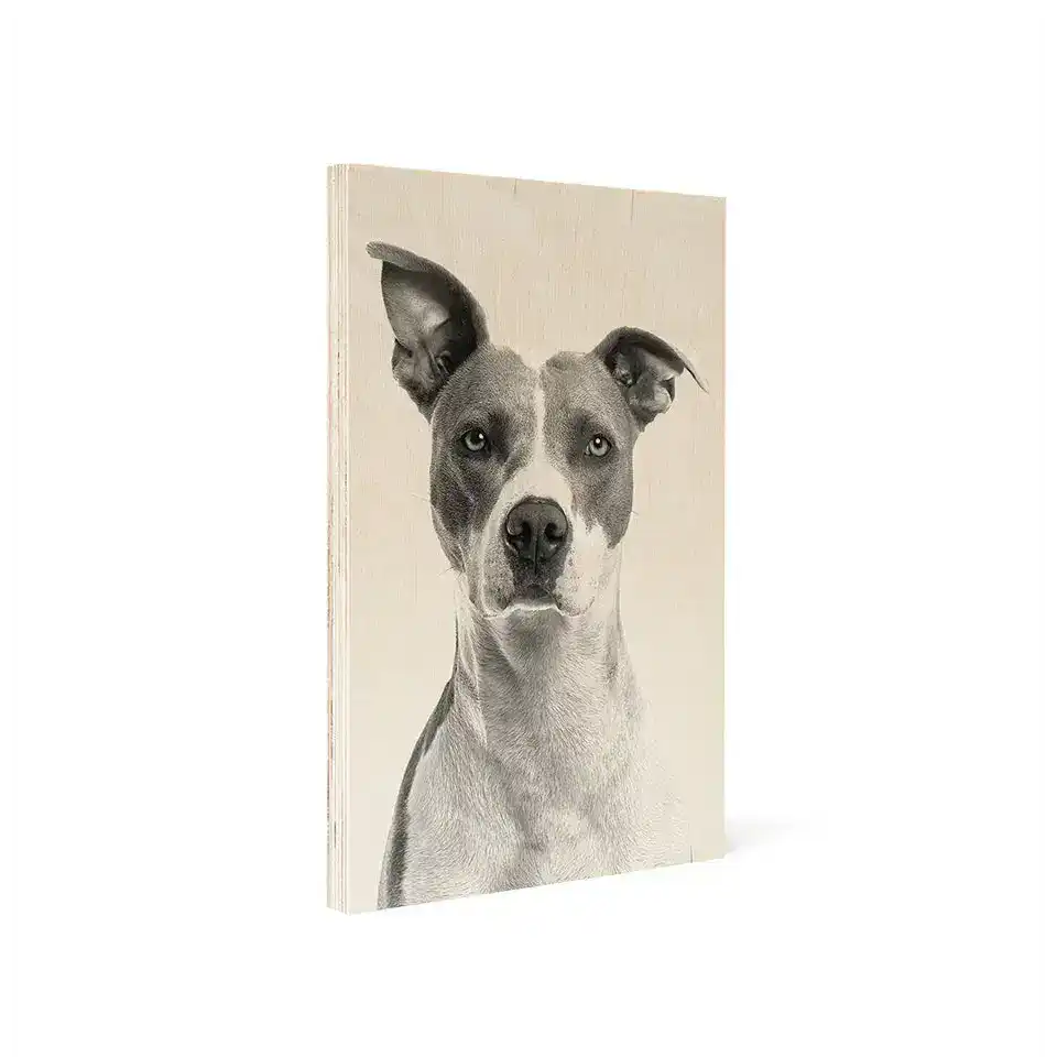 Portrait of a pit bull showcasing pup’s unique personality in a customizable photo locket wood