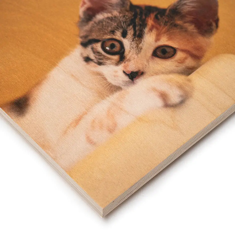 Adorable kitten with wide eyes in Cat Portrait Prints on Wood showcasing cat’s unique personality