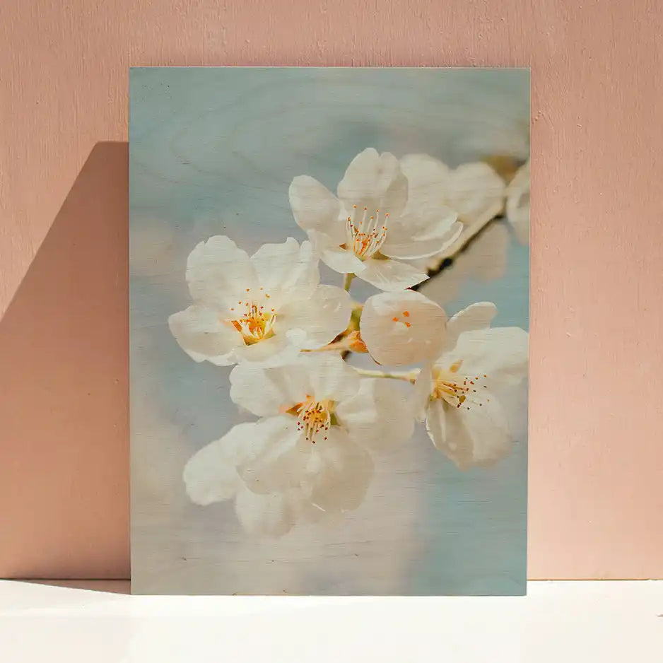 Delicate white cherry blossoms with yellow stamens in soft focus.