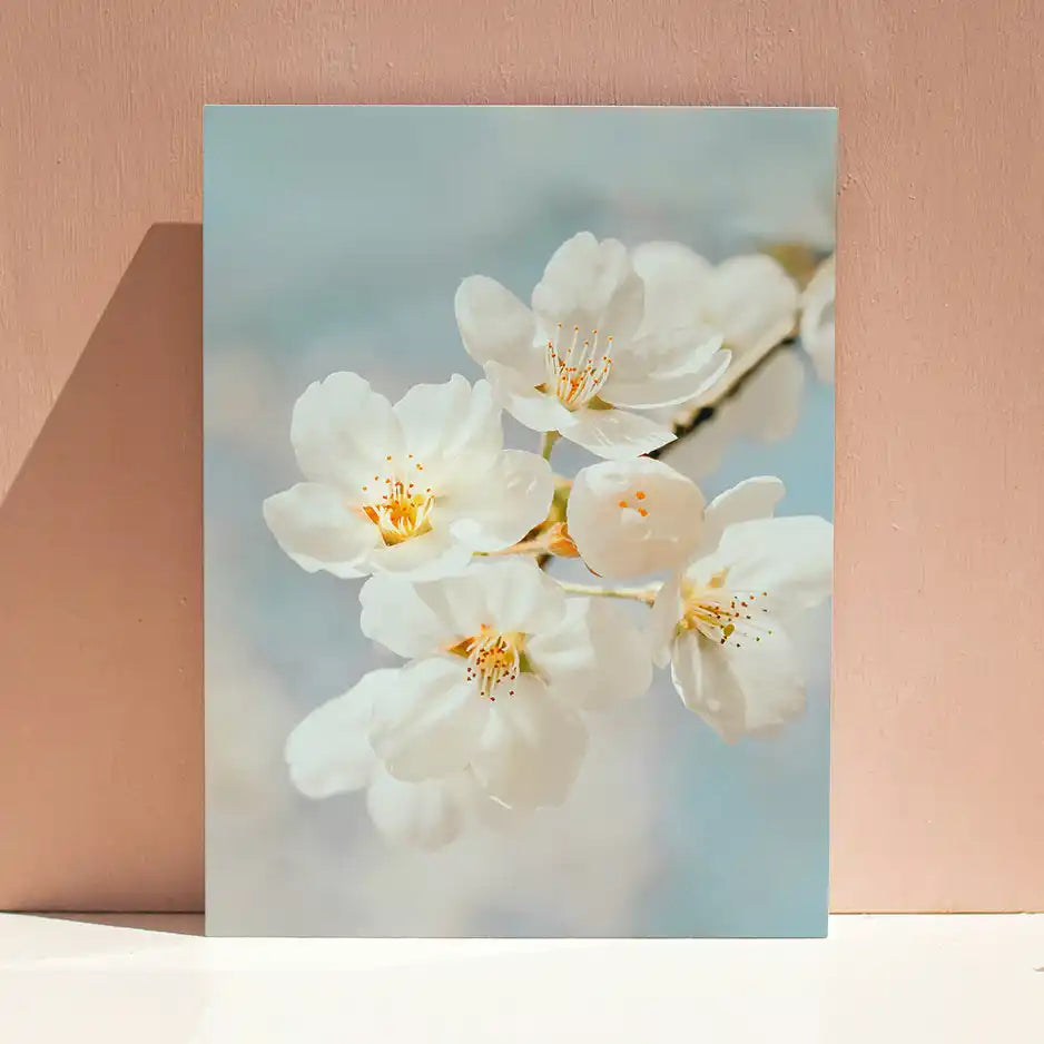 Delicate white cherry blossoms with yellow stamens in soft focus.