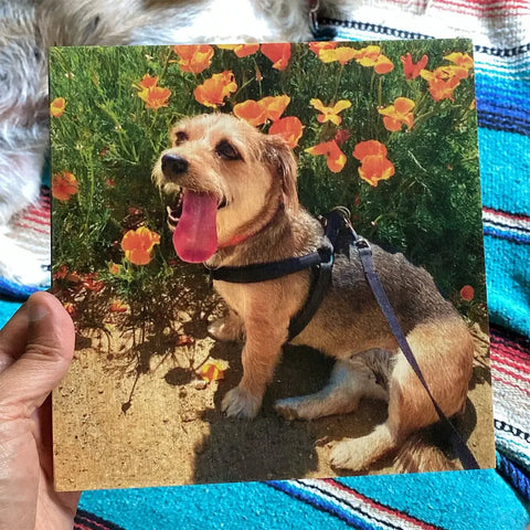 Happy dog sitting among orange poppies, perfect for Woodsnap’s custom pet portraits.