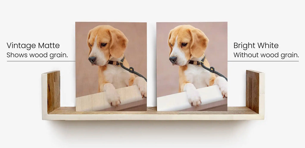 “Side-by-side comparison photo with dog showing vintage matte vs bright white finish birch wood print”