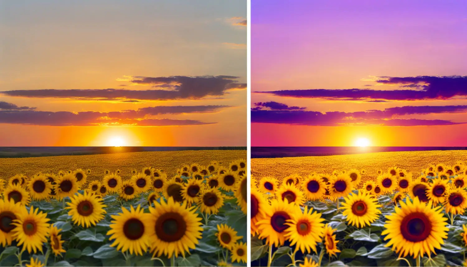 Vibrant sunflower field at sunset for AI artwork wood printing guide.